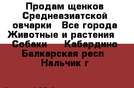 Продам щенков Среднеазиатской овчарки - Все города Животные и растения » Собаки   . Кабардино-Балкарская респ.,Нальчик г.